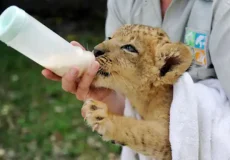 تعبیر خواب بچه شیر + برای زن متاهل و باردار و دختر مجرد و از دید مولف