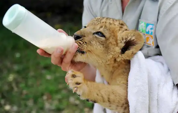 تعبیر خواب بچه شیر + برای زن متاهل و باردار و دختر مجرد و از دید مولف