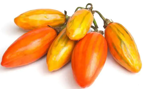 تعبیر خواب بادمجان قرمز + برای زن متاهل و باردار و دختر مجرد و از دید مولف