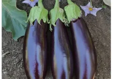 تعبیر خواب بادمجان روی بوته + برای زن متاهل و باردار و دختر مجرد و از دید مولف