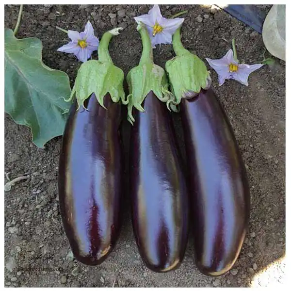 تعبیر خواب بادمجان روی بوته + برای زن متاهل و باردار و دختر مجرد و از دید مولف