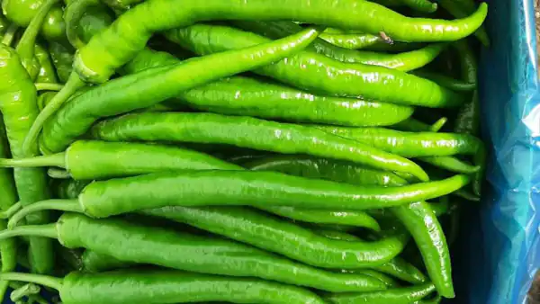 تعبیر خواب چیدن فلفل سبز شیرین + برای زن متاهل و باردار و دختر مجرد و از دید مولف