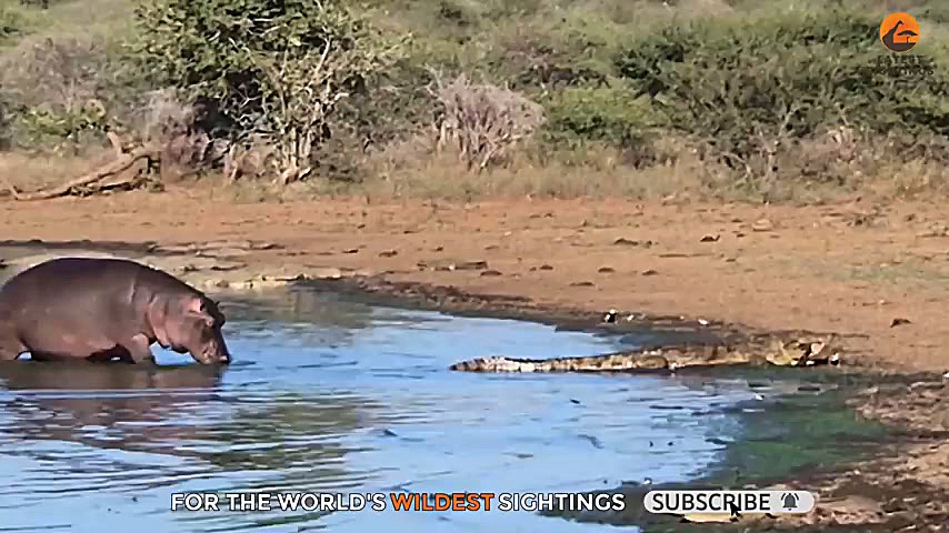 اسب آبی کنجکاو دم کروکودیل را گاز گرفت