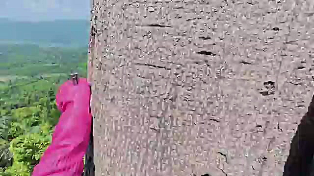 برداشت عسل از درخت غول‌پیکر بدون طناب و ایمنی