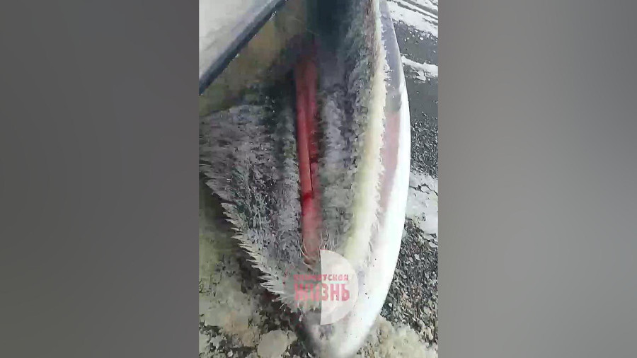 به گل نشستن نهنگ ۱۷ متری در ساحل کامچاتکا روسیه