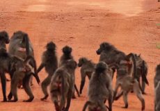 حمله وحشیانه 50 بابون به دو یوزپلنگ روی پل