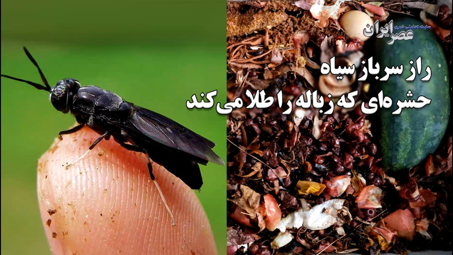 راز سرباز سیاه حشره‌ای که زباله را طلا می‌کند