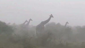 زرافه هایی که گردن خود را سفت کرده اند تا در طوفان زنده بمانند!
