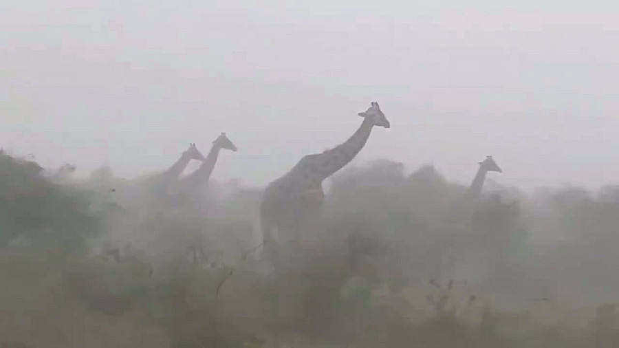 زرافه هایی که گردن خود را سفت کرده اند تا در طوفان زنده بمانند!