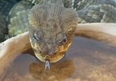 صحنه تماشایی آب خوردن مار