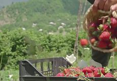 غذای روستایی در آذربایجان؛ آموزش تهیه مربای توت فرنگی