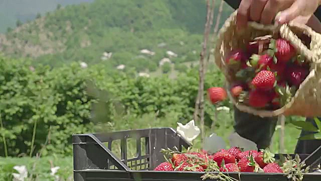 غذای روستایی در آذربایجان؛ آموزش تهیه مربای توت فرنگی