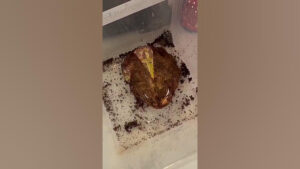 لحظه دیدنی پوست اندازی قورباغه در طبیعت