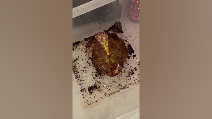 لحظه دیدنی پوست اندازی قورباغه در طبیعت