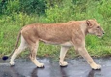 لحظه ملاقات شیر مادر و توله‌ها پس از طوفان و سیل