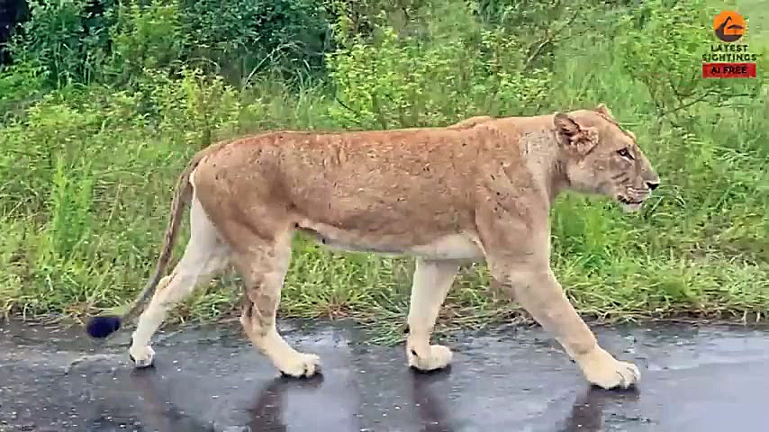 لحظه ملاقات شیر مادر و توله‌ها پس از طوفان و سیل