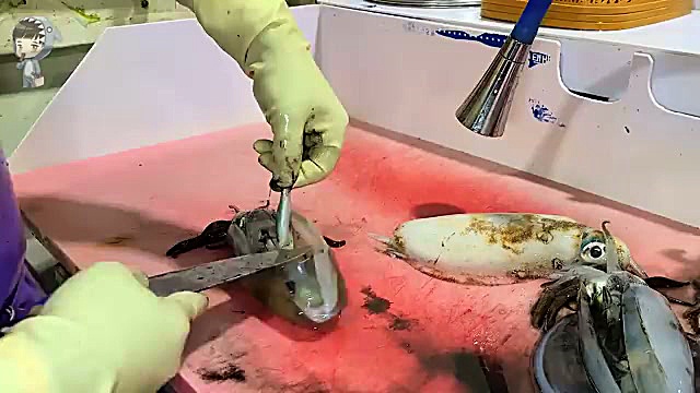 مراحل برش و آماده‌سازی ماهی مرکب برای ساشیمی در کره
