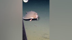 مشاهده &laquo;خفاش‌ماهی&raquo; در اعماق تاریک اقیانوس توسط زیردریایی اکتشافی