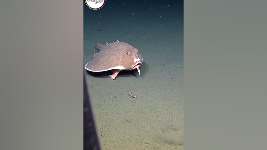 مشاهده &laquo;خفاش‌ماهی&raquo; در اعماق تاریک اقیانوس توسط زیردریایی اکتشافی