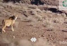 مشاهدۀ خانوادۀ ۶ نفره یوزپلنگ &laquo;هلیا&raquo; در جاجرم