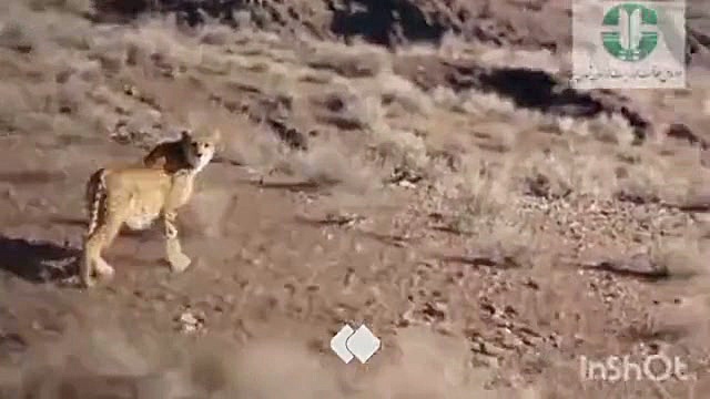 مشاهدۀ خانوادۀ ۶ نفره یوزپلنگ &laquo;هلیا&raquo; در جاجرم