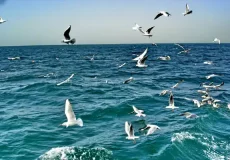 تعبیر خواب دریا نی نی سایت + برای زن متاهل و باردار و دختر مجرد و از دید مولف