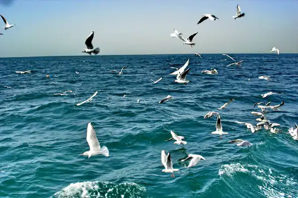 تعبیر خواب دریا نی نی سایت + برای زن متاهل و باردار و دختر مجرد و از دید مولف