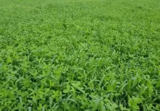 تعبیر خواب دیدن مزرعه یونجه + برای زن متاهل و باردار و دختر مجرد و از دید مولف