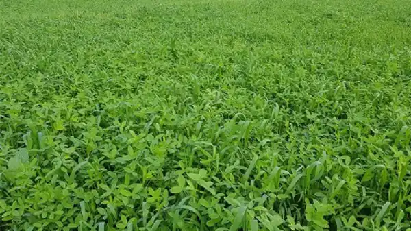 تعبیر خواب دیدن مزرعه یونجه + برای زن متاهل و باردار و دختر مجرد و از دید مولف