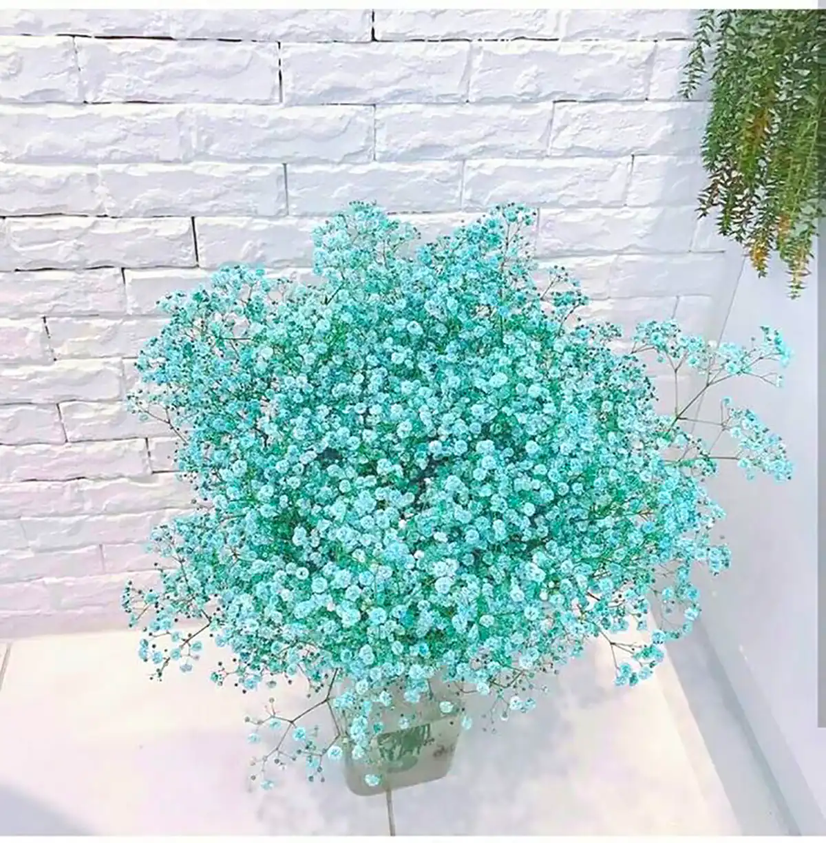 دسته گل آبی ژیسپوفیلا