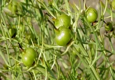 تعبیر خواب گیاه اسپند + برای زن متاهل و باردار و دختر مجرد و از دید مولف