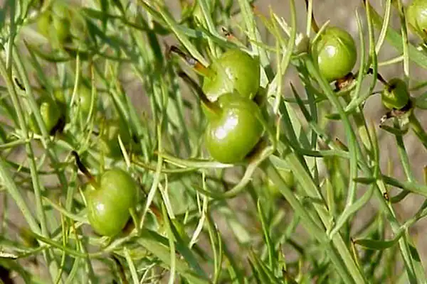 تعبیر خواب گیاه اسپند + برای زن متاهل و باردار و دختر مجرد و از دید مولف