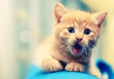 تعبیر خواب گربه در خانه پدری + برای زن متاهل و باردار و دختر مجرد و از دید مولف