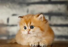 تعبیر خواب گربه زرد + برای زن متاهل و باردار و دختر مجرد و از دید مولف