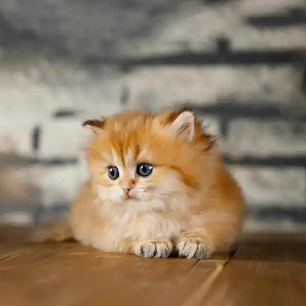 تعبیر خواب گربه زرد + برای زن متاهل و باردار و دختر مجرد و از دید مولف