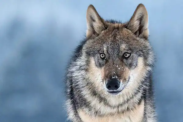 تعبیر خواب گرگ گرسنه + برای زن متاهل و باردار و دختر مجرد و از دید مولف