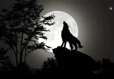 تعبیر خواب گرگ سیاه و سفید + برای زن متاهل و باردار و دختر مجرد و از دید مولف