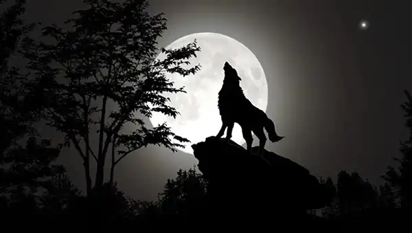 تعبیر خواب گرگ سیاه و سفید + برای زن متاهل و باردار و دختر مجرد و از دید مولف