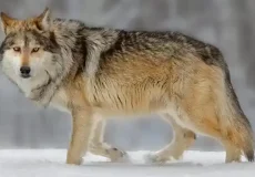 تعبیر خواب گرگ و پلنگ + برای زن متاهل و باردار و دختر مجرد و از دید مولف