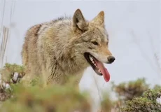 تعبیر خواب گرگ و سگ + برای زن متاهل و باردار و دختر مجرد و از دید مولف