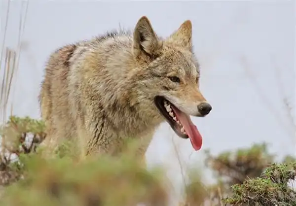 تعبیر خواب گرگ و سگ + برای زن متاهل و باردار و دختر مجرد و از دید مولف