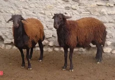 تعبیر خواب گوسفندان زنده + معنی گوسفندان زنده در خواب های ما