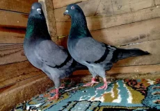 تعبیر خواب کبوتر در خانه + برای زن متاهل و باردار و دختر مجرد و از دید مولف