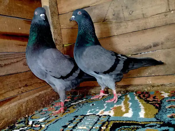 تعبیر خواب کبوتر در خانه + برای زن متاهل و باردار و دختر مجرد و از دید مولف