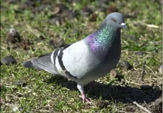 تعبیر خواب کبوتر گرفتن + برای زن متاهل و باردار و دختر مجرد و از دید مولف