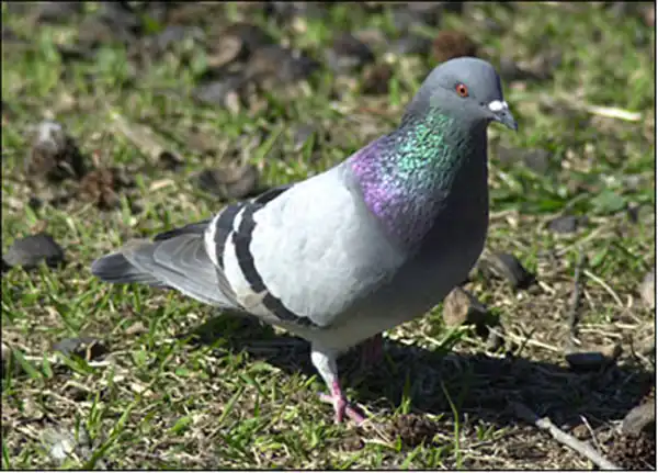 تعبیر خواب کبوتر گرفتن + برای زن متاهل و باردار و دختر مجرد و از دید مولف