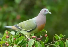 تعبیر خواب کبوتر سبز + برای زن متاهل و باردار و دختر مجرد و از دید مولف