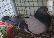 تعبیر خواب کبوتر سیاه و سفید زنده + برای زن متاهل و باردار و دختر مجرد و از دید مولف