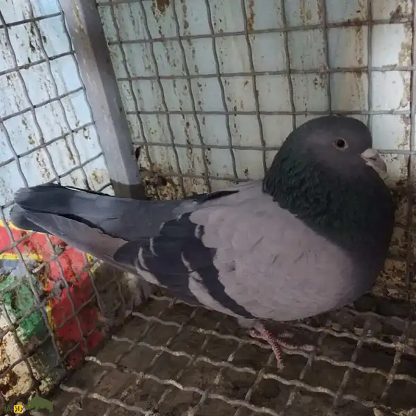 تعبیر خواب کبوتر سیاه و سفید زنده + برای زن متاهل و باردار و دختر مجرد و از دید مولف