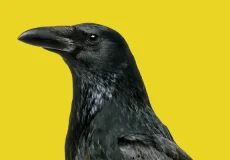 تعبیر خواب کلاغ سخنگو + برای زن متاهل و باردار و دختر مجرد و از دید مولف